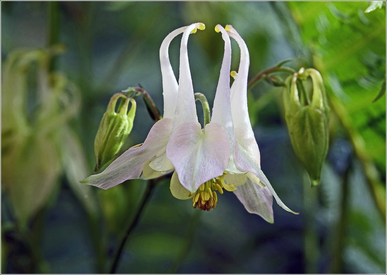 Image of Aquilegia vulgaris specimen.