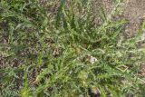 Cirsium echinus