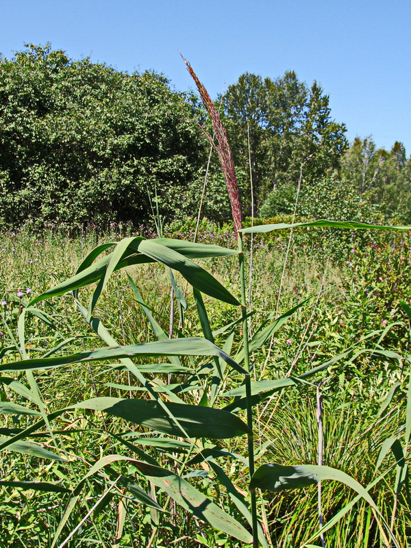 Изображение особи Phragmites australis.