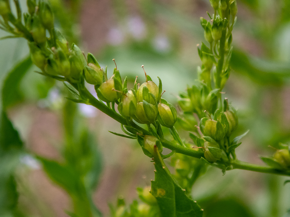 Image of Veronica anagallis-aquatica specimen.