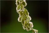 Fallopia dumetorum