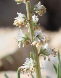 Reseda stenostachya. Часть соцветия. Израиль, склон к Мёртвому морю, каменистая пустыня. 23.02.2011.