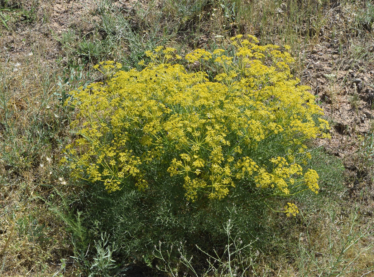 Изображение особи Prangos ornata.