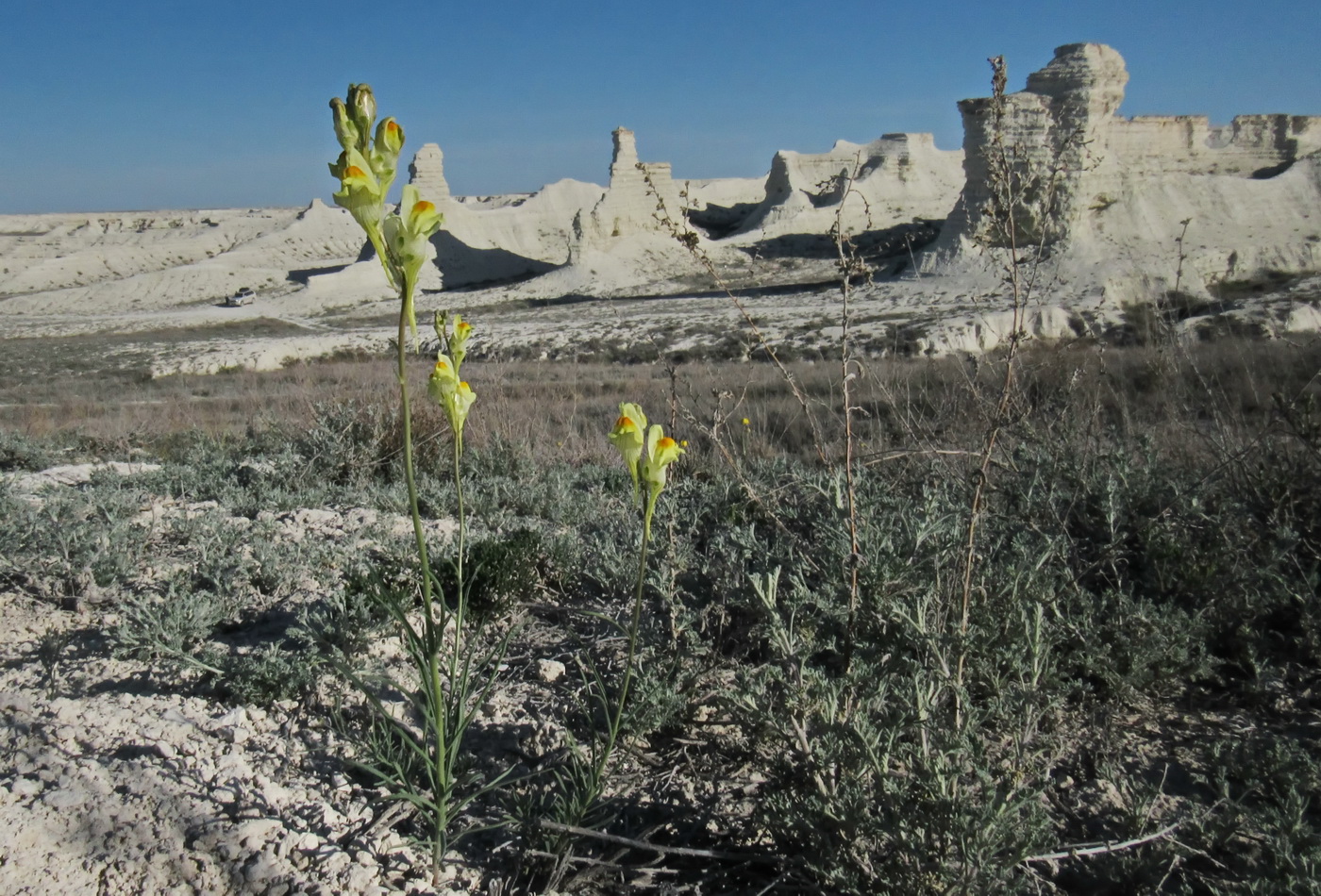 Image of genus Linaria specimen.