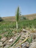 genus Hordeum