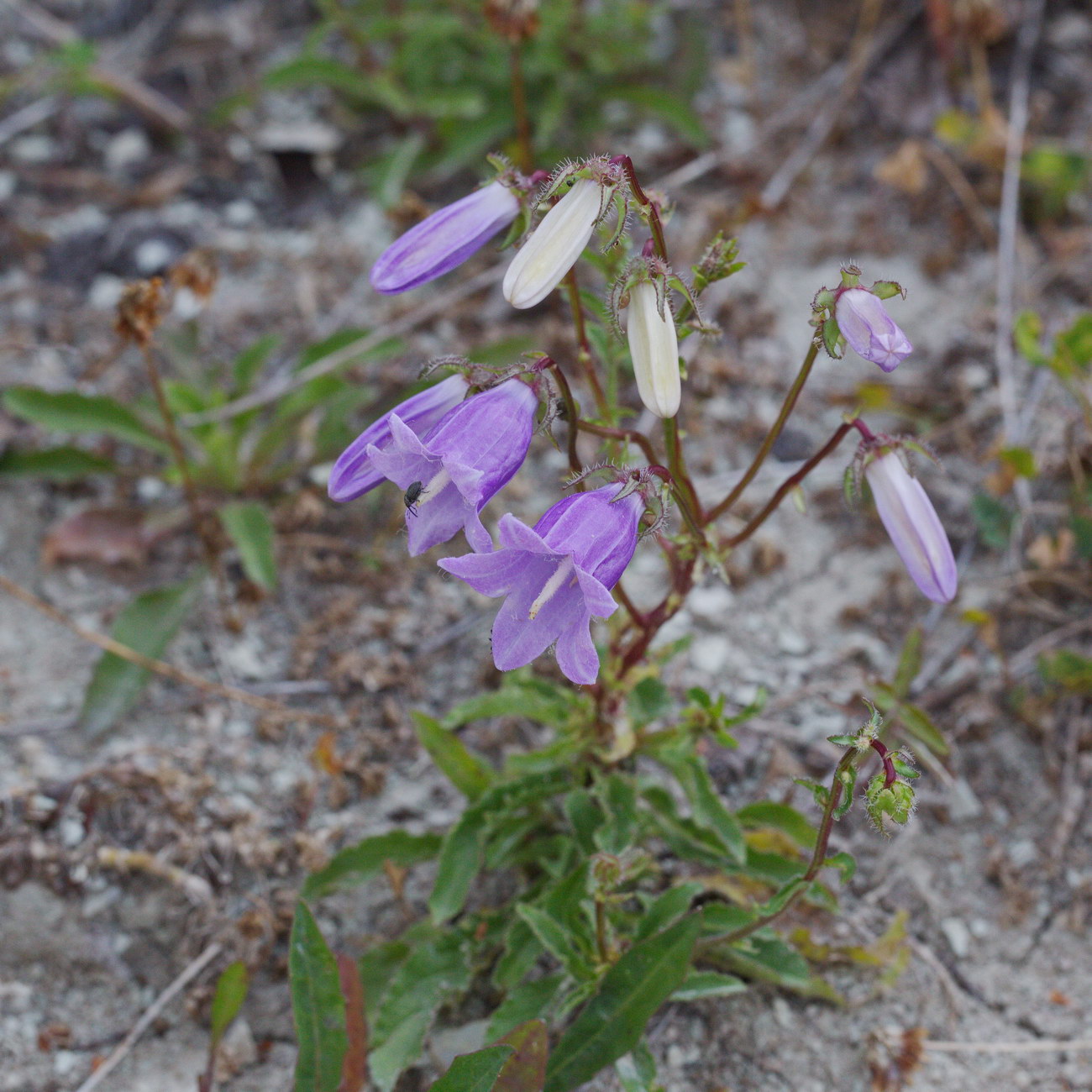 Image of Campanula longistyla specimen.