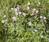 genus Geranium