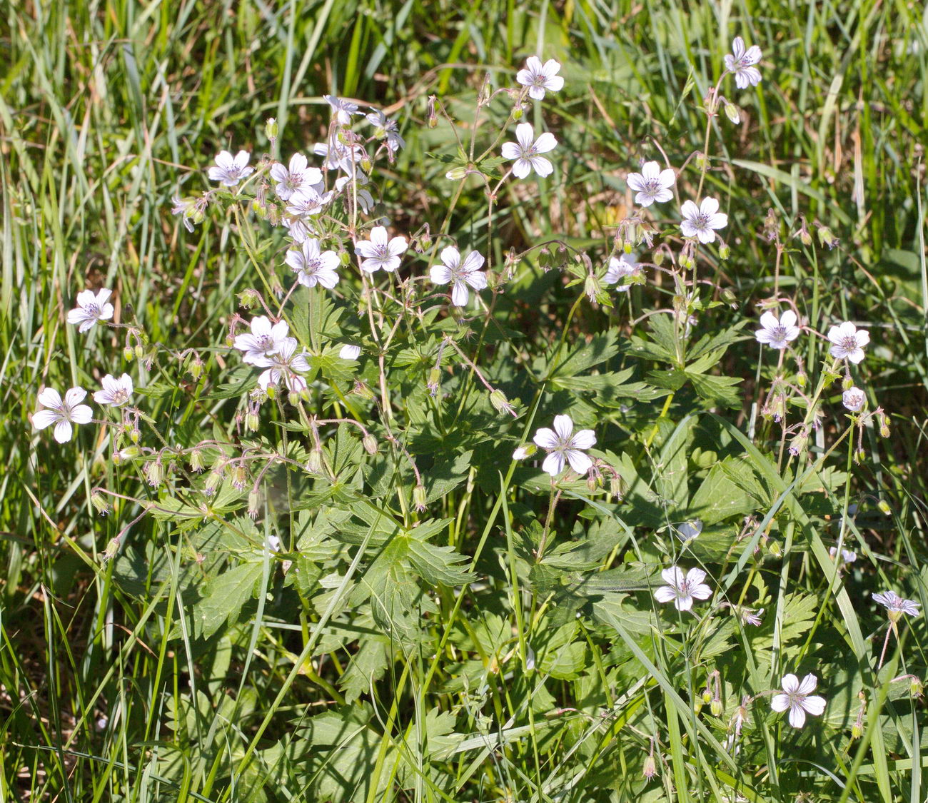 Image of genus Geranium specimen.