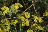 род Alyssum