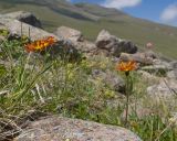 Taraxacum porphyranthum