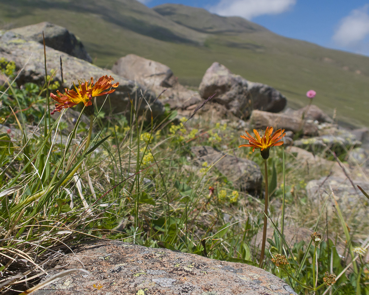 Изображение особи Taraxacum porphyranthum.