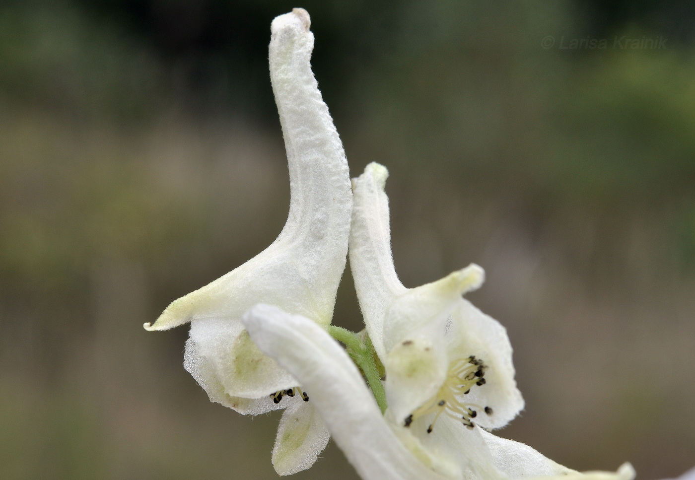 Изображение особи род Aconitum.