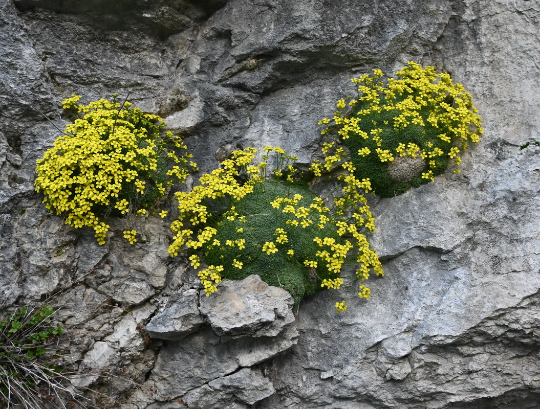 Image of genus Draba specimen.