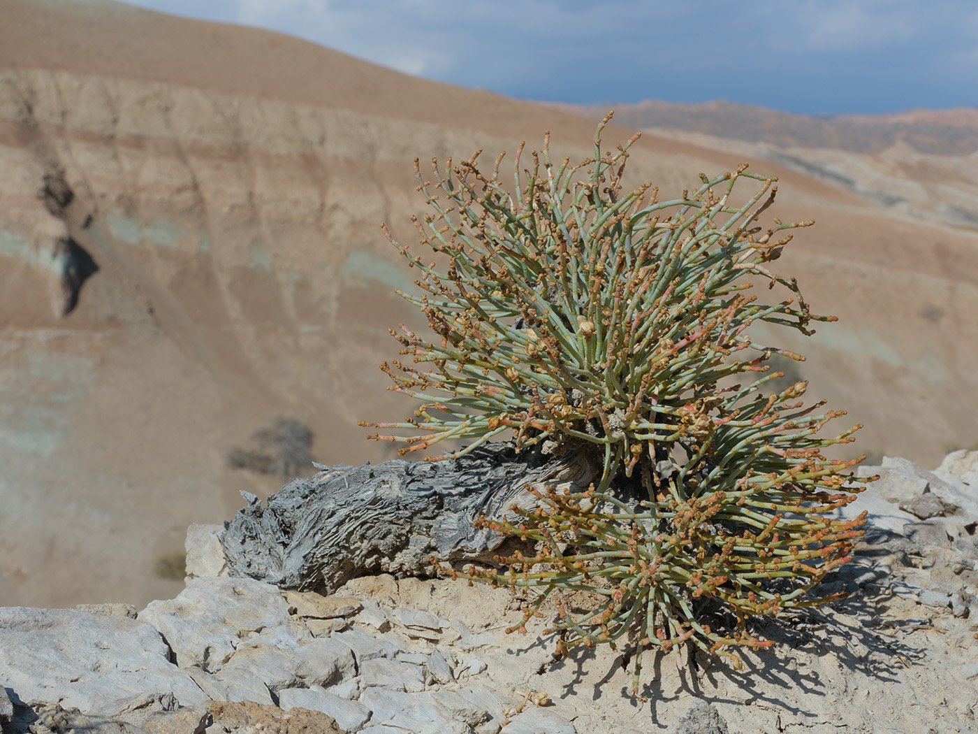 Изображение особи Anabasis truncata.