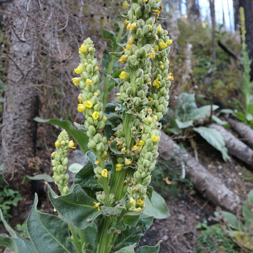 Изображение особи род Verbascum.