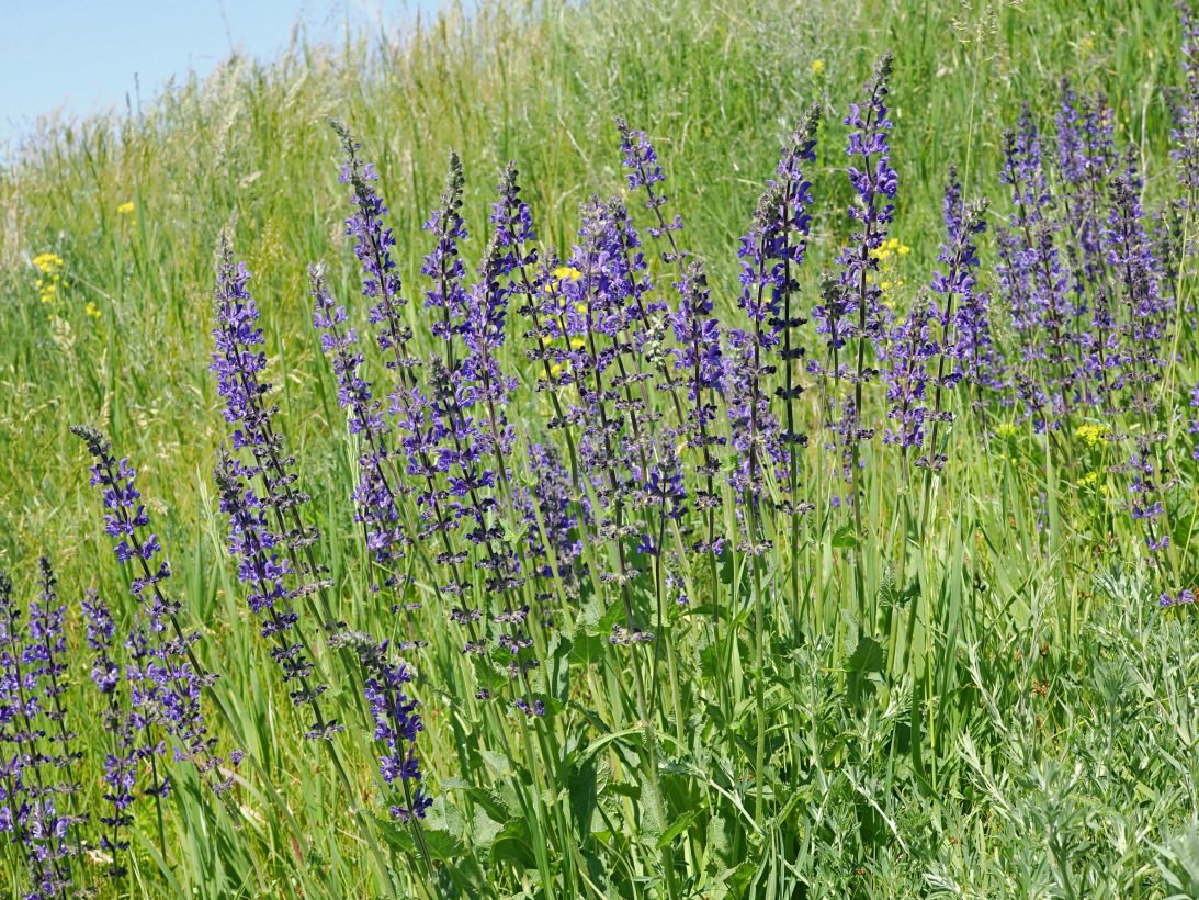 Image of Salvia stepposa specimen.