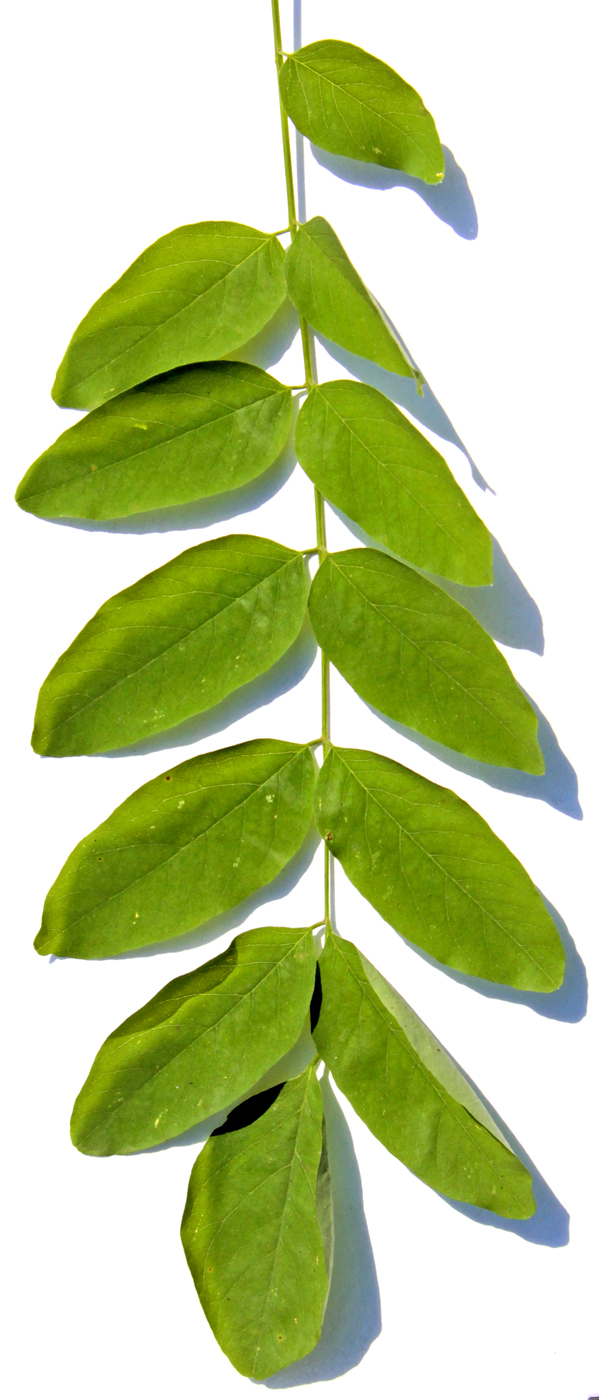 Изображение особи Robinia pseudoacacia.