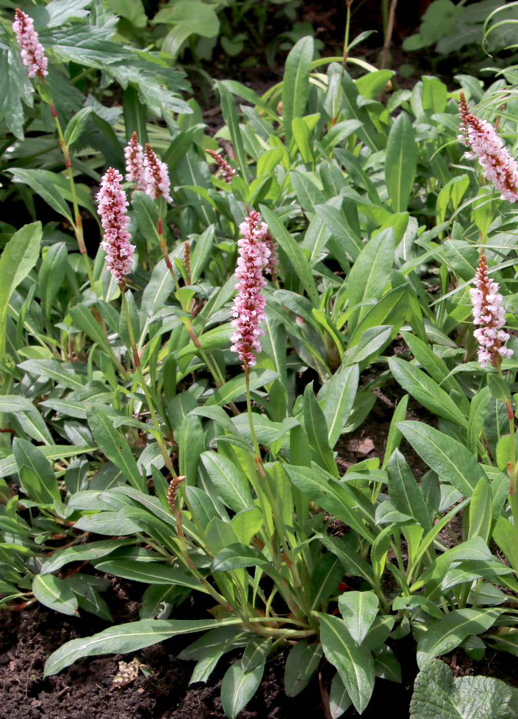 Image of Bistorta affinis specimen.