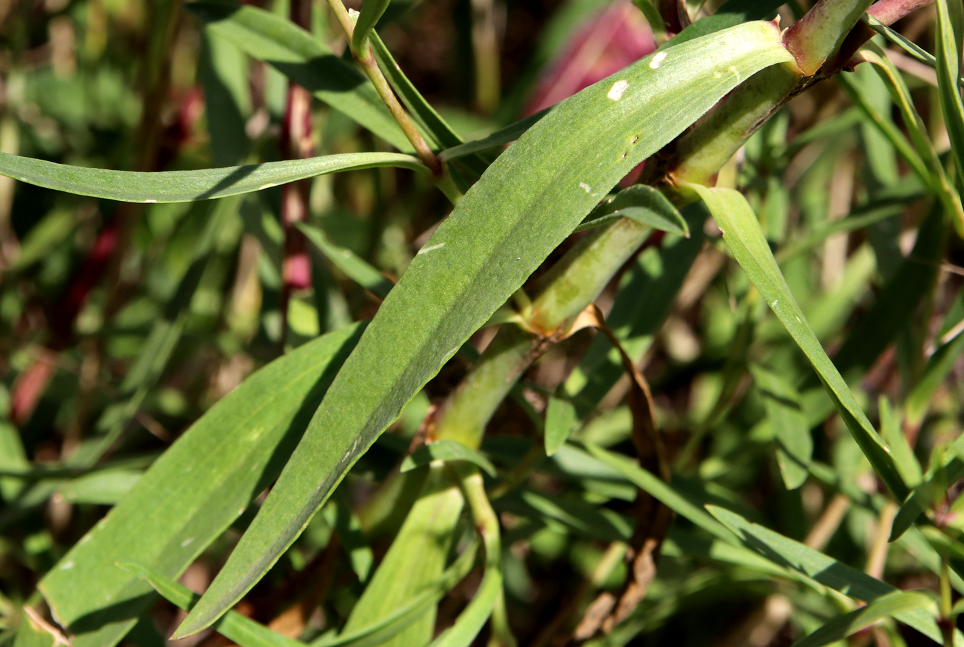 Image of Gypsophila altissima specimen.
