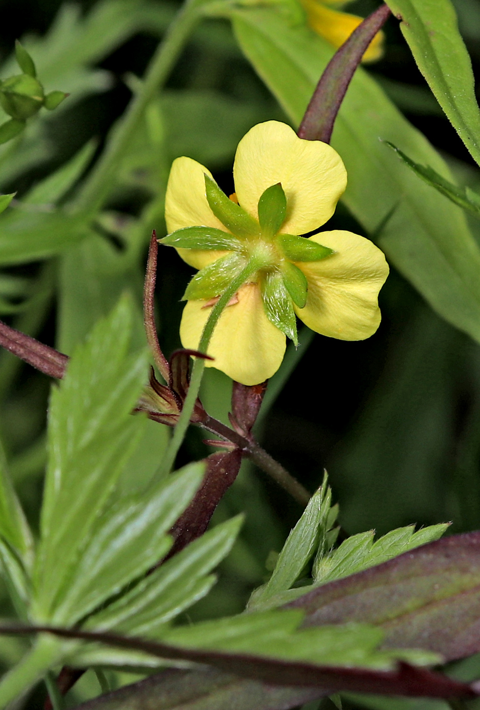Image of Potentilla erecta specimen.