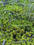 Syntrichia ruralis. Подушки гаметофитов. МО \"Город Саратов\", 100 м на восток от СНТ \"Фонон\"., на восточном склоне возвышенности, 25.10.2025.