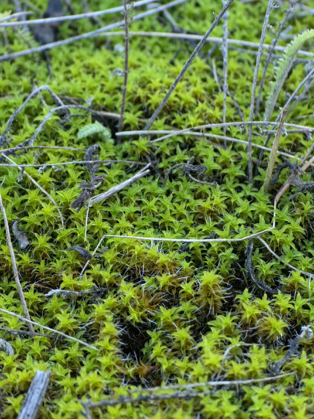 Image of Syntrichia ruralis specimen.