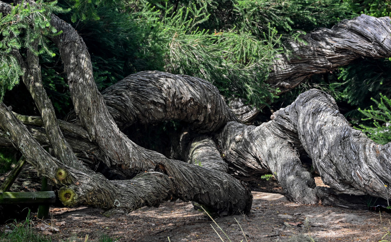 Изображение особи Melaleuca armillaris.