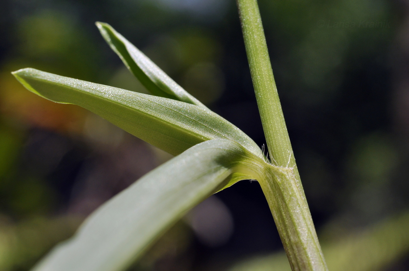 Изображение особи род Commelina.