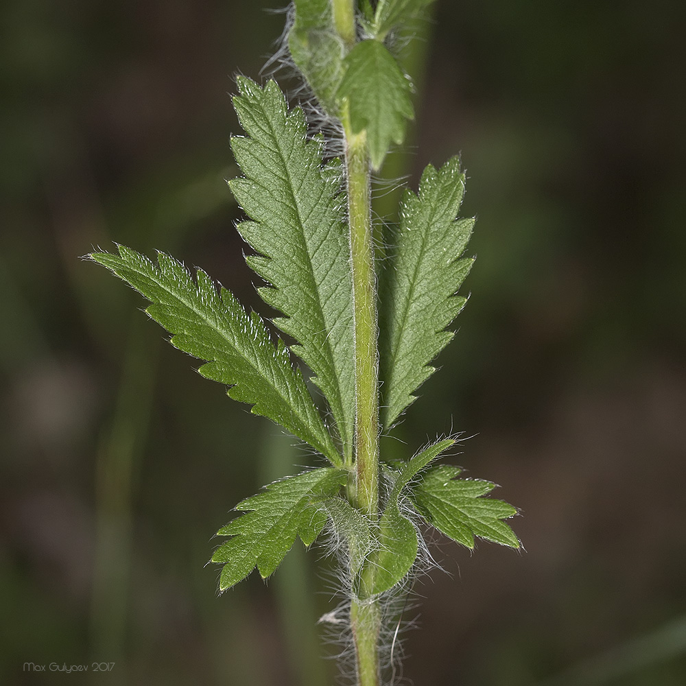 Изображение особи Potentilla recta.