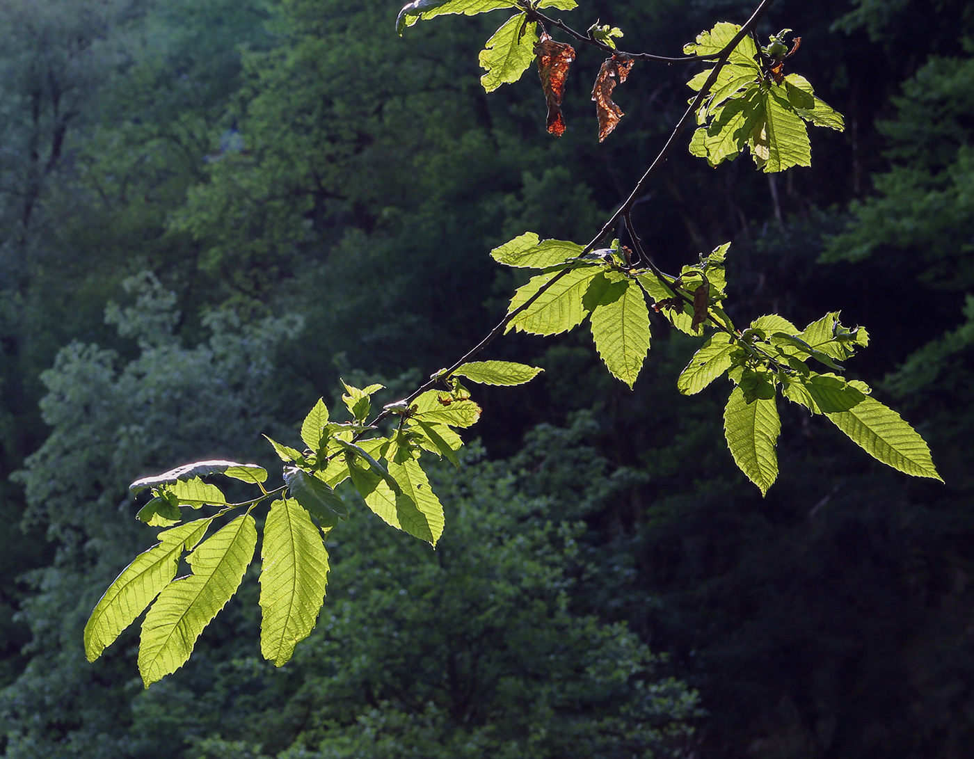 Image of Carpinus orientalis specimen.