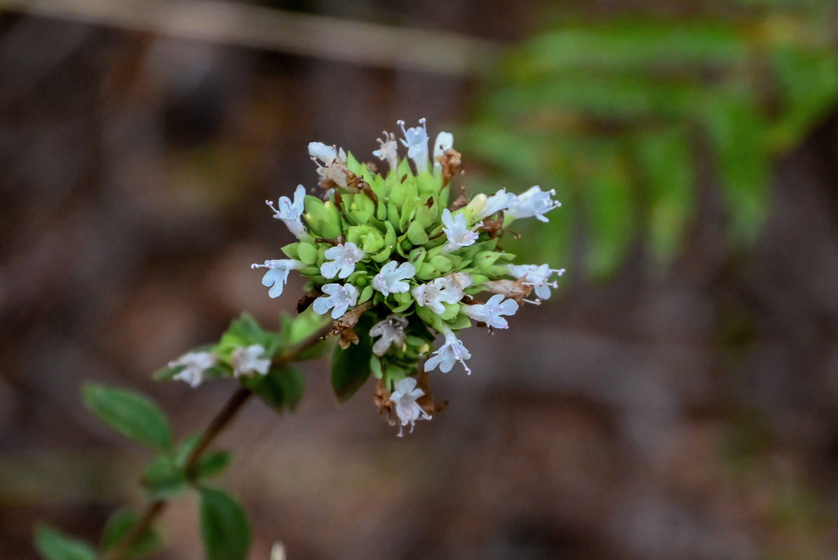 Изображение особи Origanum vulgare ssp. viride.