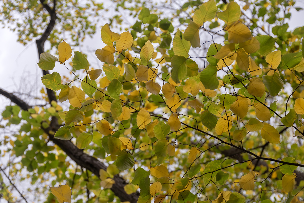 Изображение особи род Ulmus.