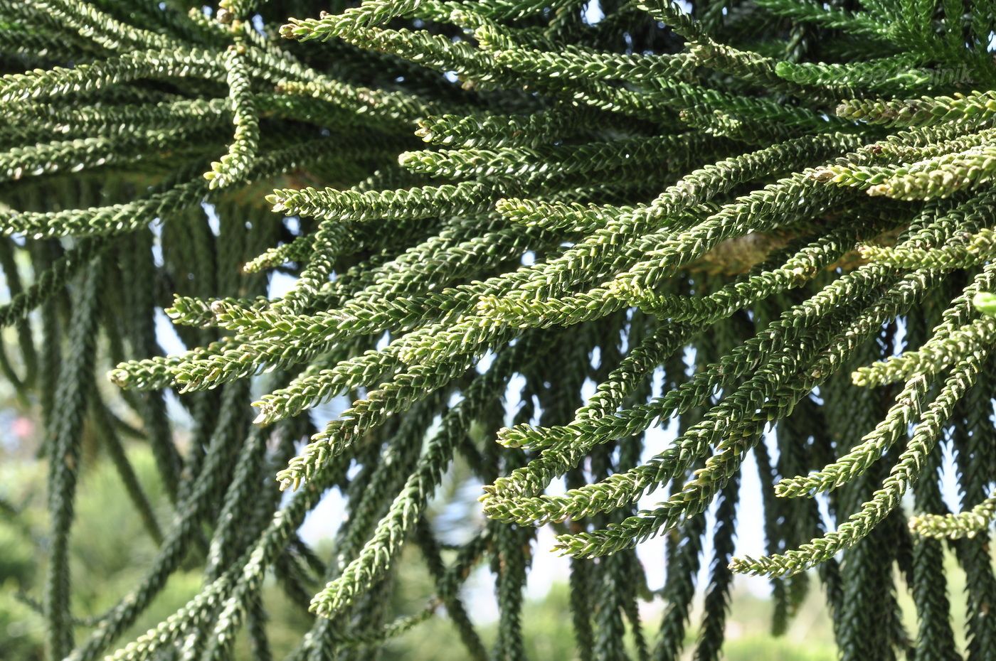 Изображение особи род Araucaria.