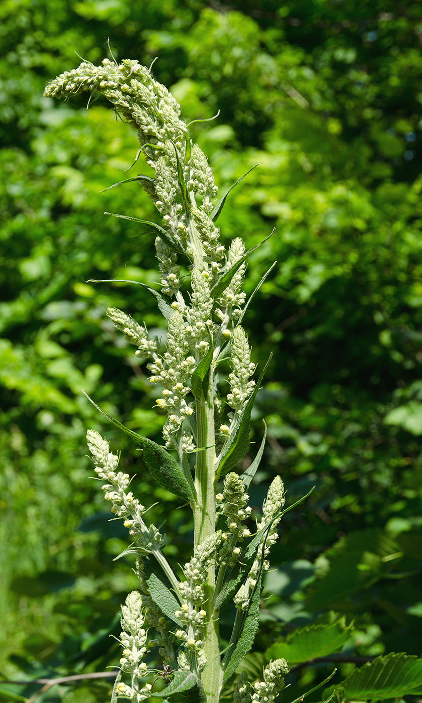 Изображение особи Verbascum lychnitis.