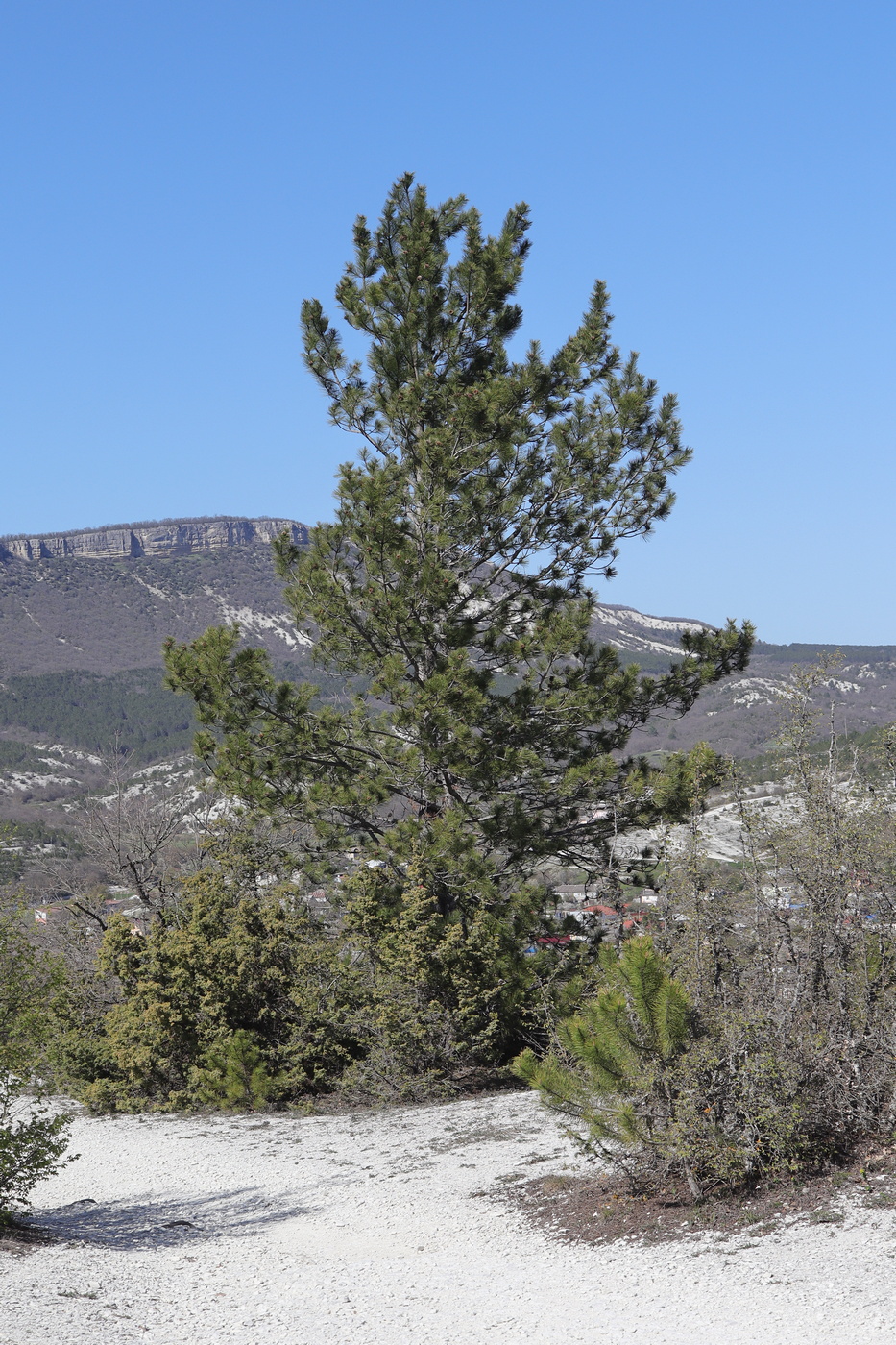 Изображение особи Pinus pallasiana.