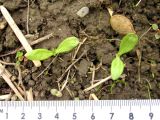 Calendula officinalis