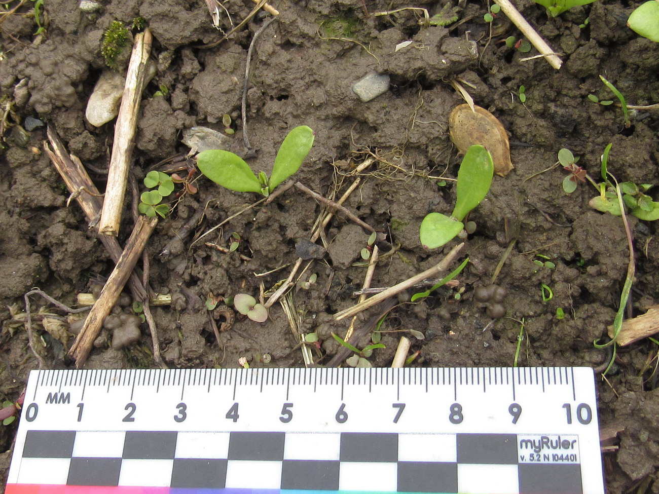 Image of Calendula officinalis specimen.