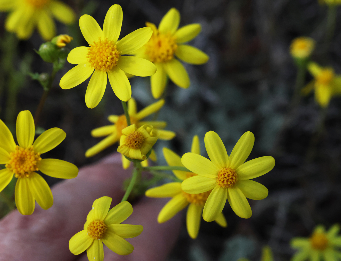 Изображение особи род Senecio.