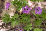 Geranium albanum. Верхушки цветущих растений с кормящимися двукрылыми. Дагестан, Дербентский р-н, природный парк \"Джалган\", гора Ачигсырт, выс. ок. 400 м н.у.м., дубово-грабовый лес. 30.04.2026.