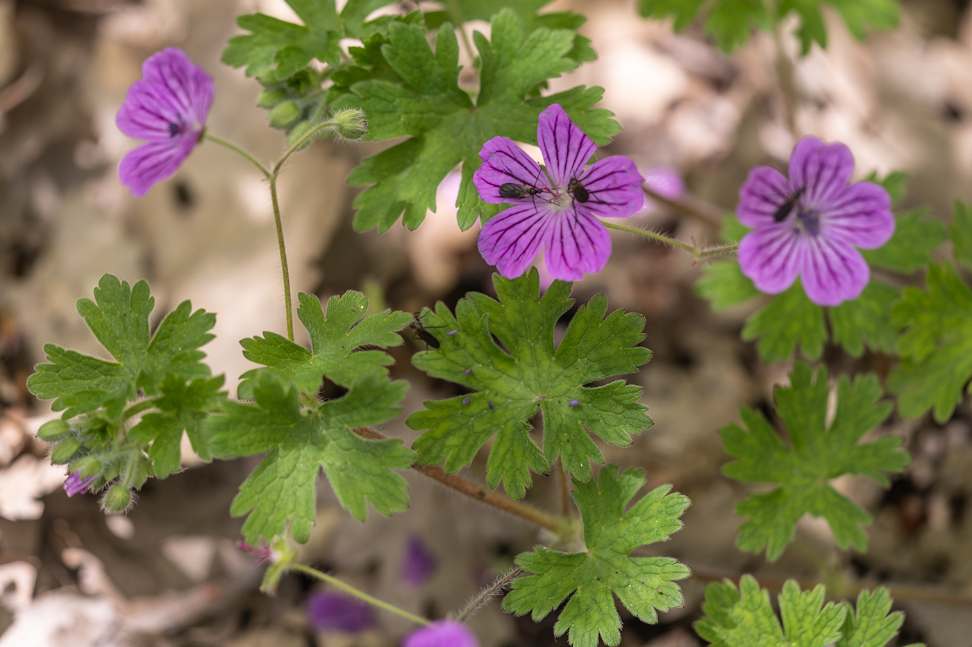 Image of Geranium albanum specimen.