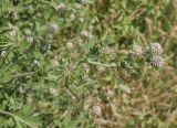 Dorycnium rectum. Верхушка побега с соцветиями и незрелыми плодами. Испания, Каталония, пров. Жирона, комарка Баш Эмпорда, муниципалитет Пальс, кромка залежи на рисовом чеке. 07.06.2026.