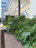 Datura stramonium variety tatula. В городе Твери.