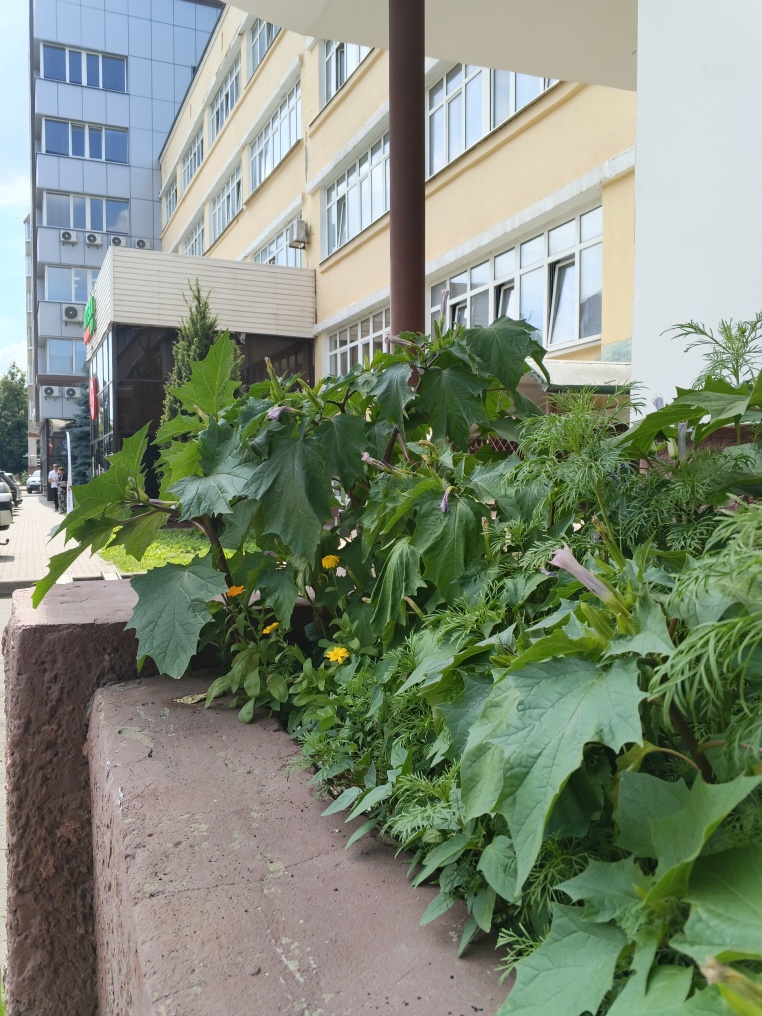 Image of Datura stramonium var. tatula specimen.