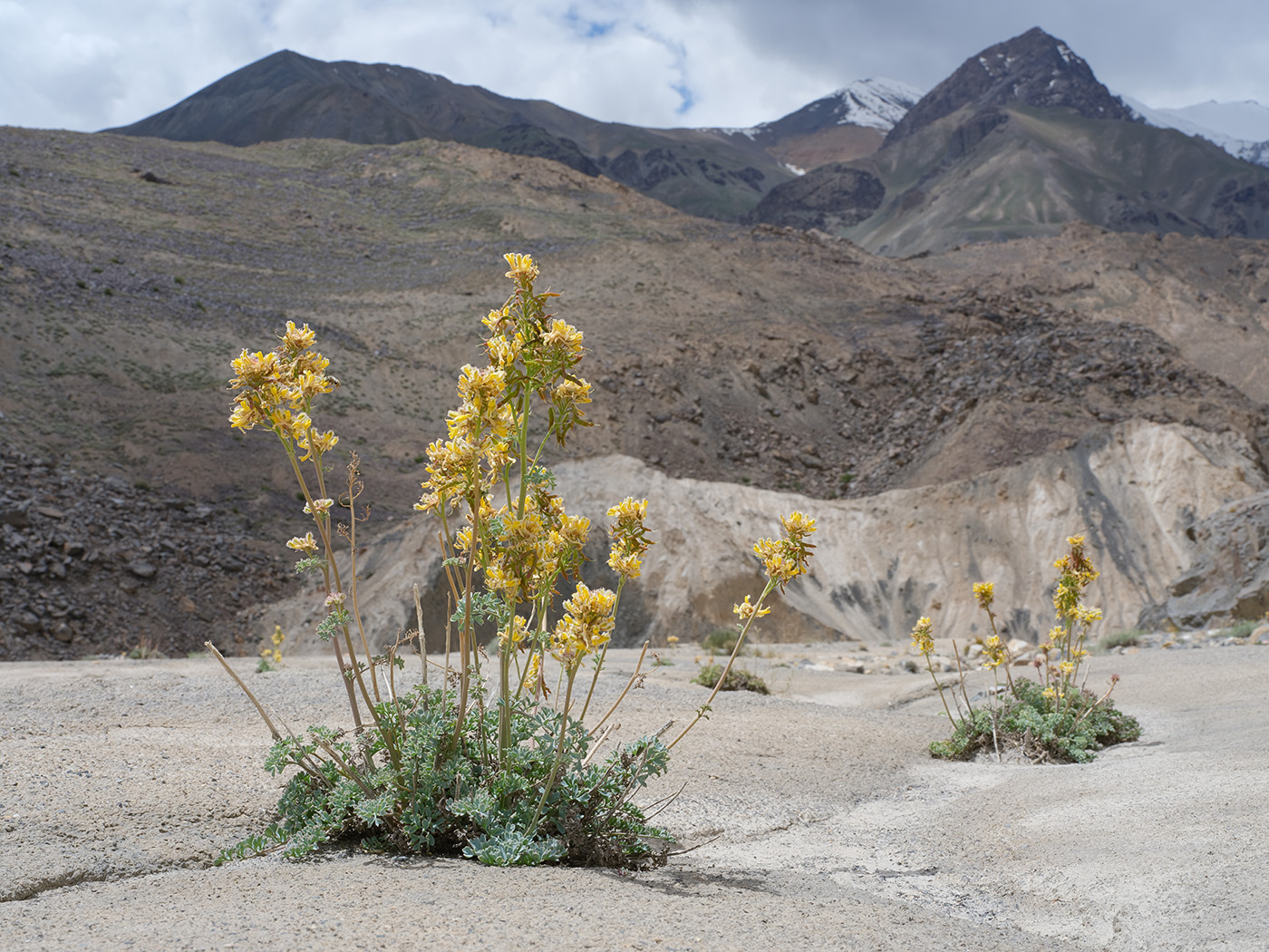 Image of Corydalis fimbrillifera specimen.