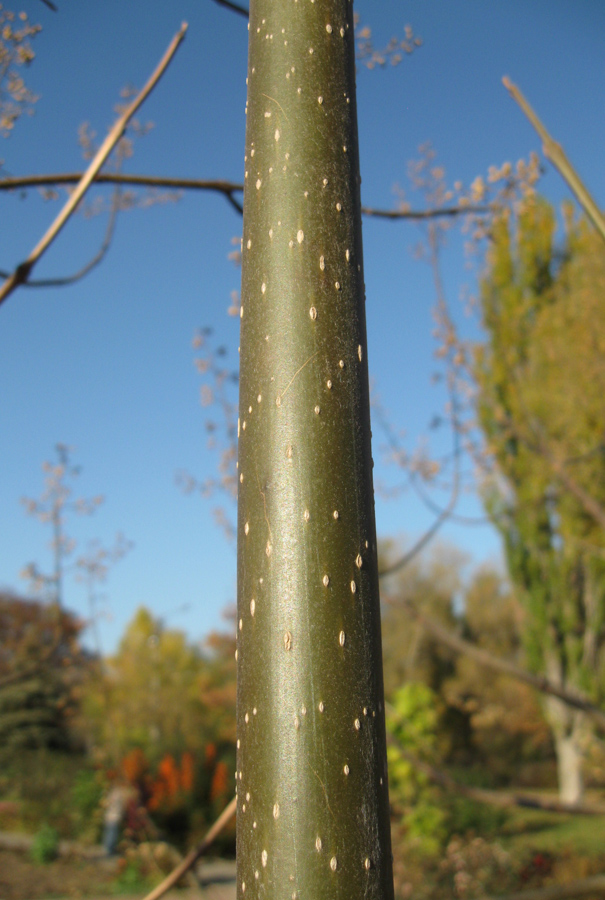 Image of Paulownia tomentosa specimen.