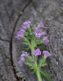 genus Thymus