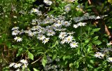 Argyranthemum pinnatifidum