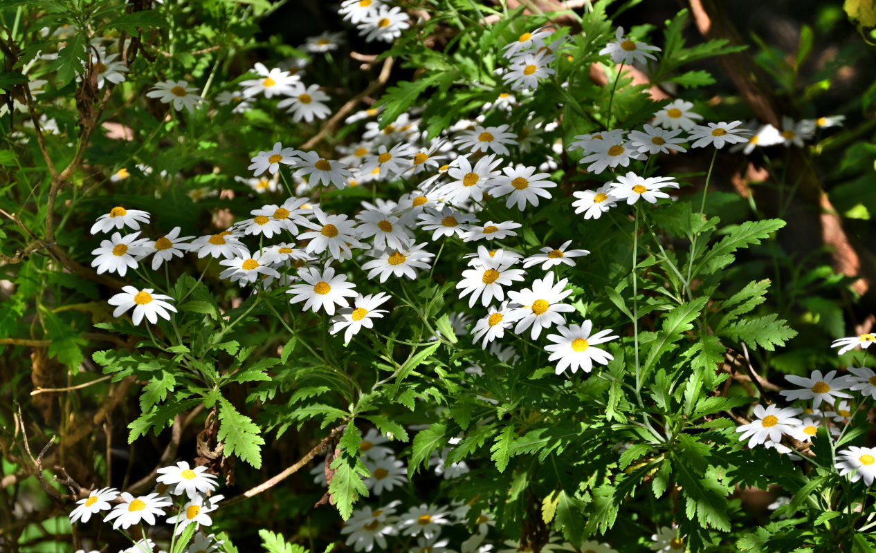 Image of Argyranthemum pinnatifidum specimen.