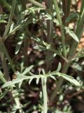 genus Scrophularia