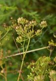 unknown species. Верхушка плодоносящего растения. Калужская обл., Боровский р-н, окр. дер. Чёлохово, высота 200 м н.у.м, луг на старой залежи. 14 августа 2026 г.